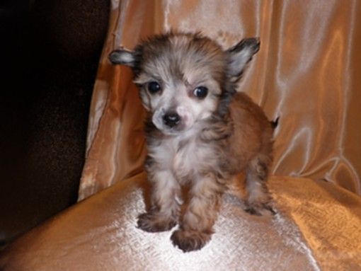 Charuyuschiy Soblazn Fasolka