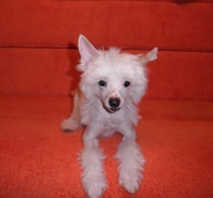 Slik Slim Pet Bebi Ulyanka