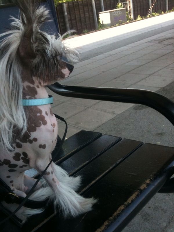 Equality Beloved Bandit