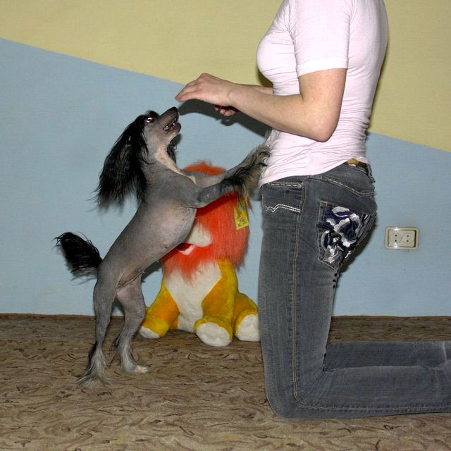 Irgen Gold Chikkone Luisa