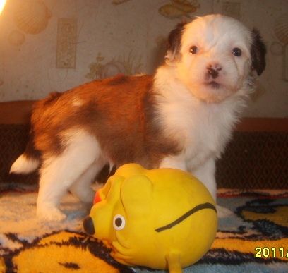 Orero Lovely Polanyi