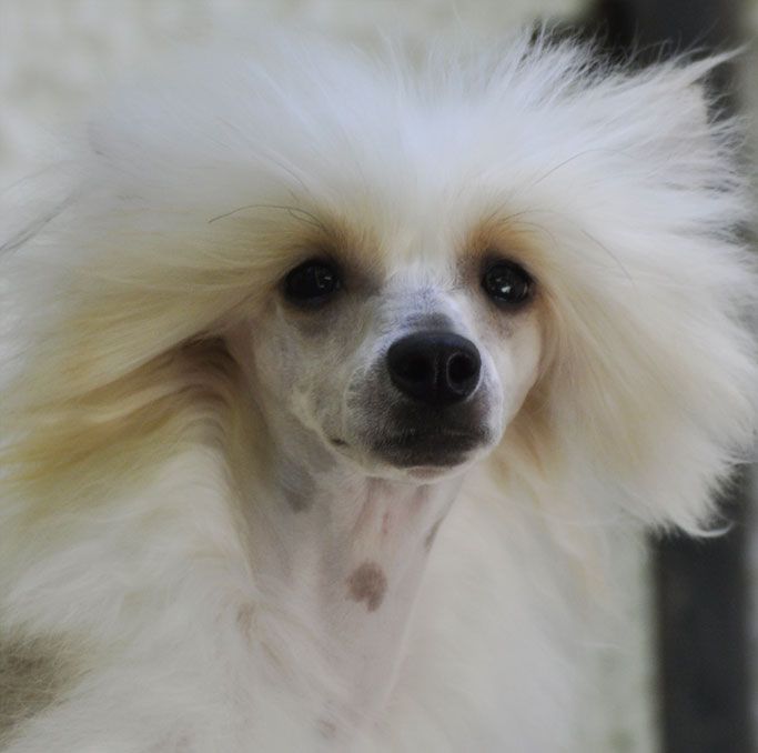 Jackie Lin de Maeluma