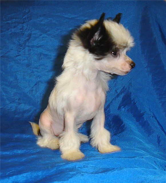 ml hairless