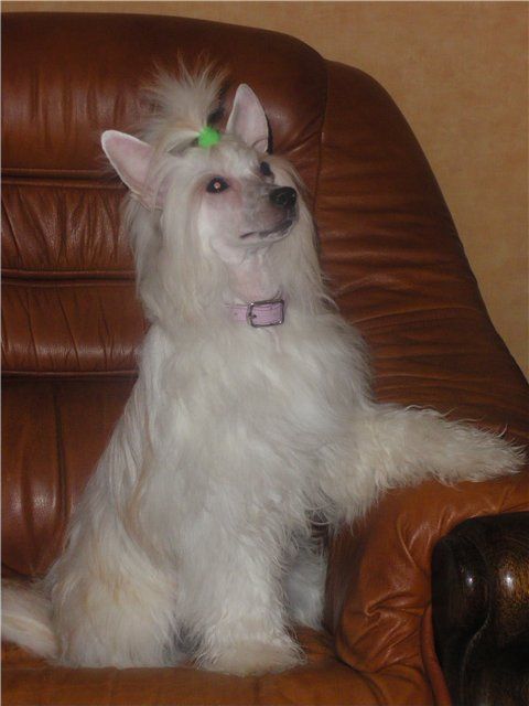 Alibi in Love Eclipse