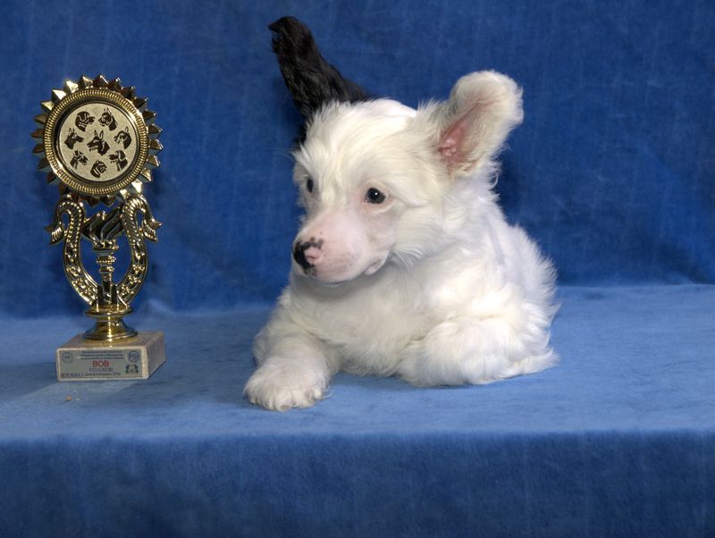 Armani Sharm Irvin White