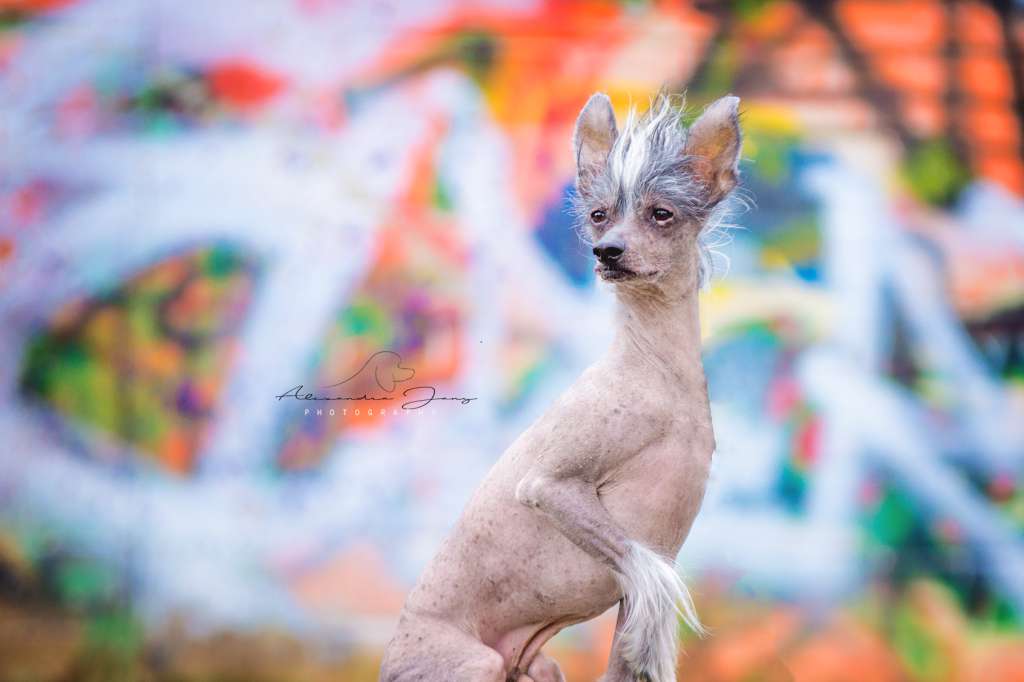 Belissimo von Rambazamba