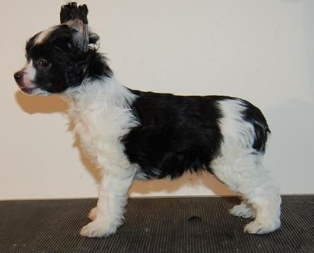 Crestyle Think Im Hot PP