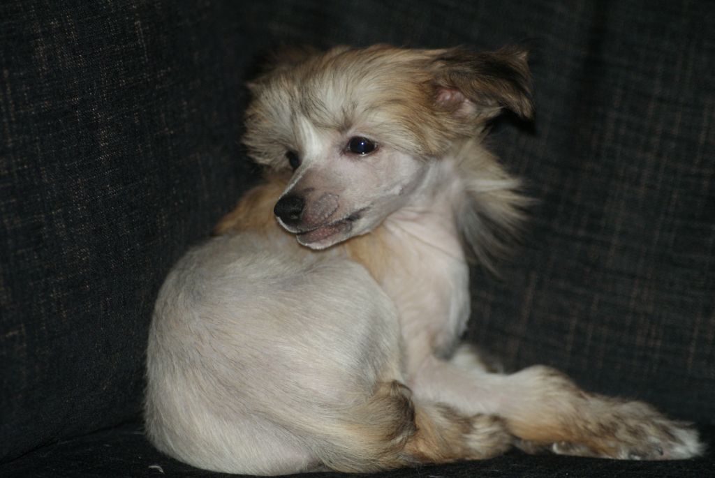 De La Mahafu's Princess Imaya