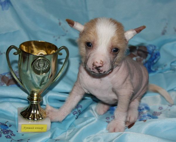 Angel O' Check Baloven Sudby.