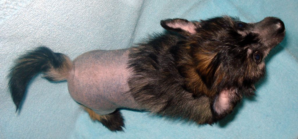 B... hl female 1 (ot Dolli)