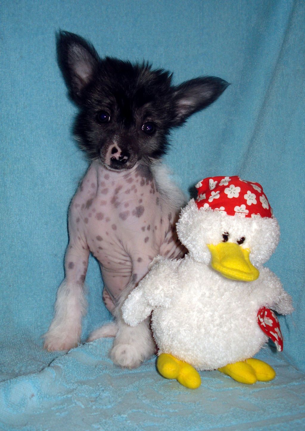 B... hl female 2 (ot Dolli)