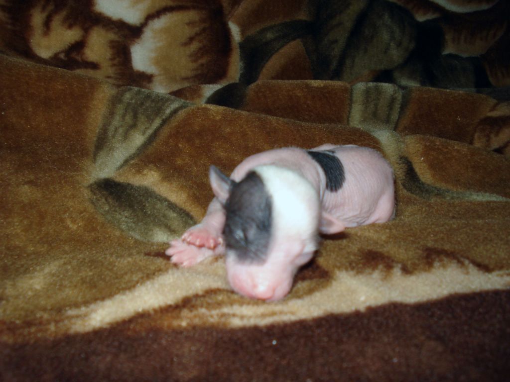 B... hl female 4 (ot Dolli)