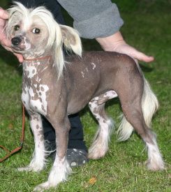 De La Mahafu's Everlasting Sunset