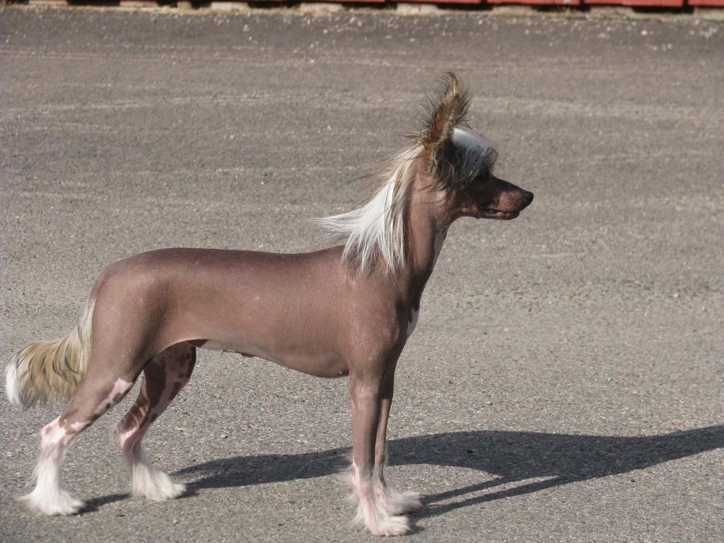 Lucky Line's Naked Number One