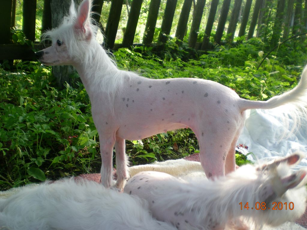 Ingiborga Vong of the Kanis