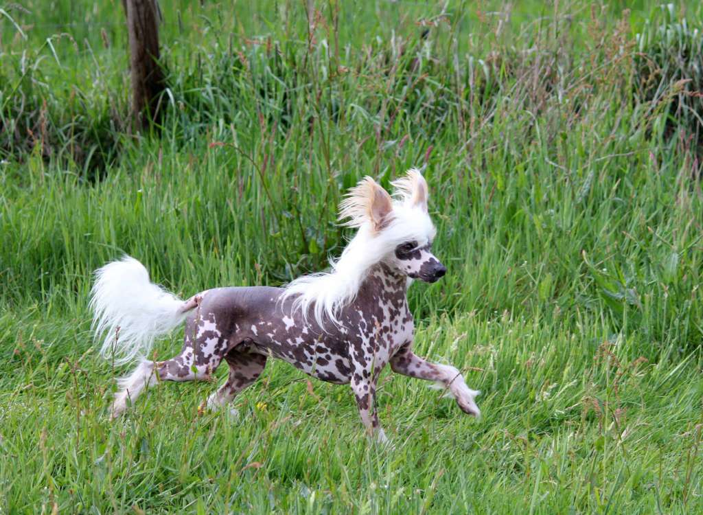 Joboli von den Windpferden