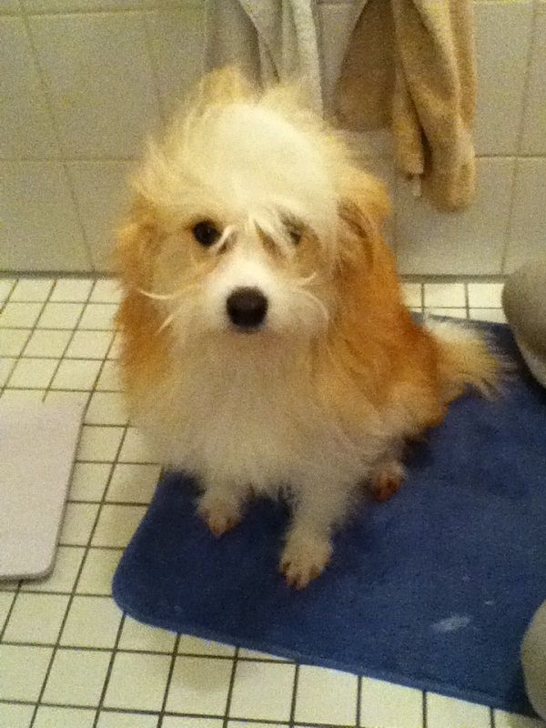 Janosch von den Windpferden