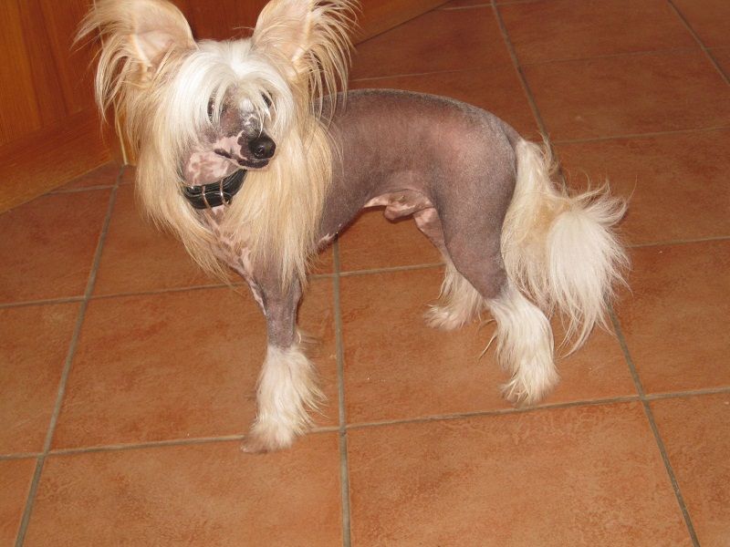 Jengo von den Windpferden