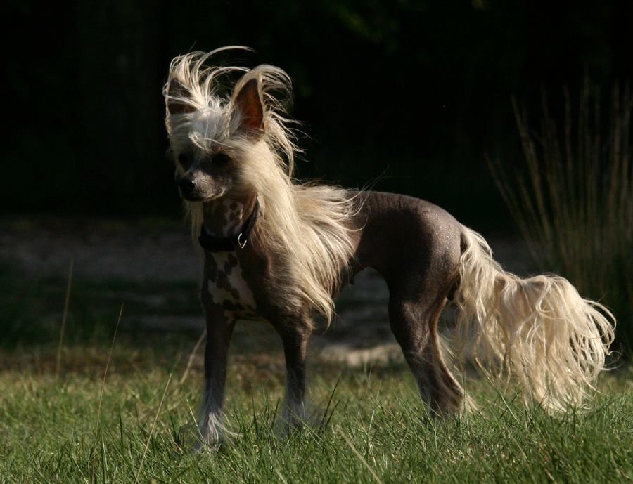 Jalia von den Windpferden