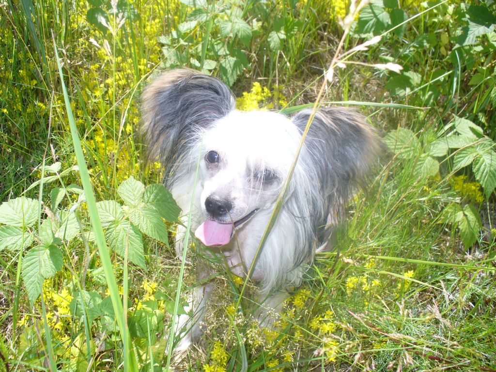 Angelika Vik-Elis of Kanis