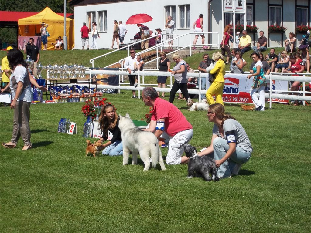 Victoria  Modry Kvet