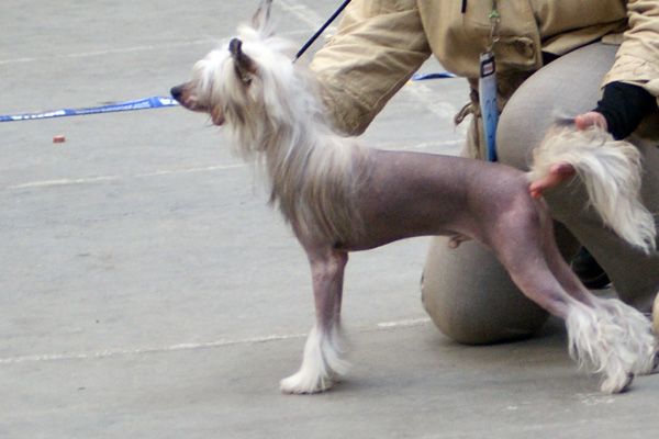 Alvine Band Gangster De Goya