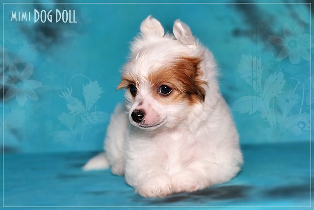 Mimi Dog Doll Gulf Stream
