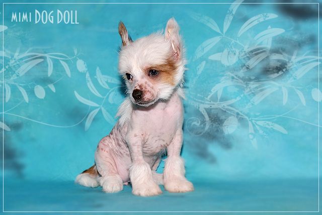 Mimi Dog Doll Guardian Angel