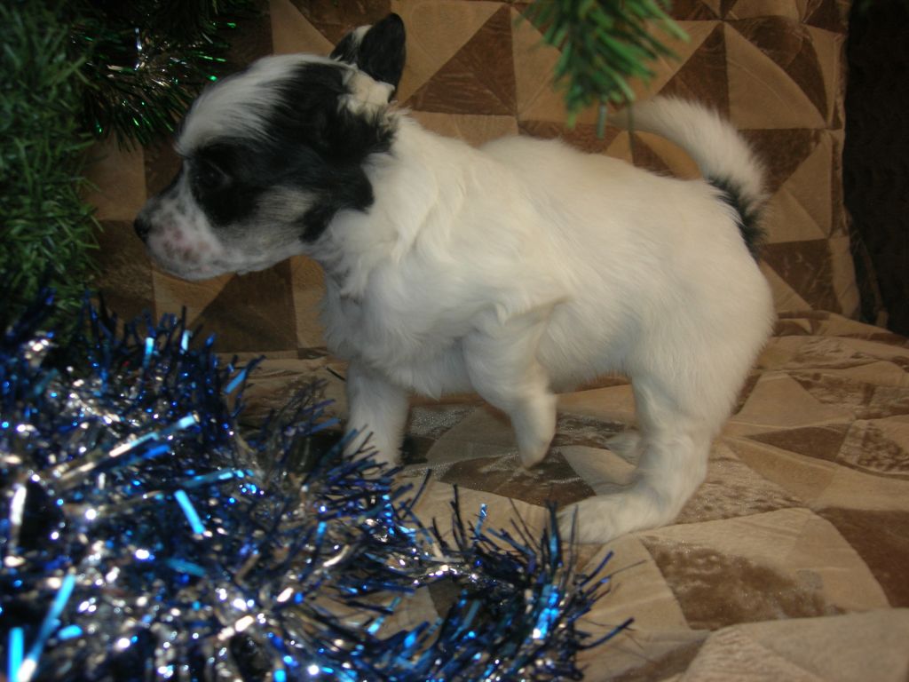  Rovanni Djekattolo Uljanka