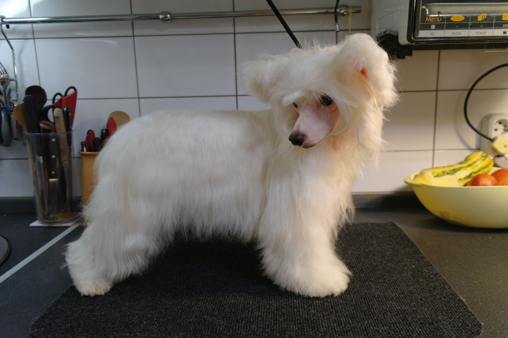 Gentleman of fortune Kinu Legenda