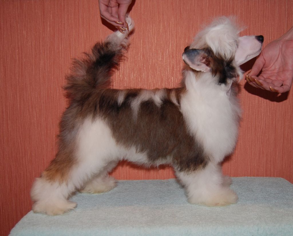 Glamorous Silk Kinu Legenda