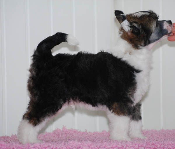 Chineseblue's My Survivor