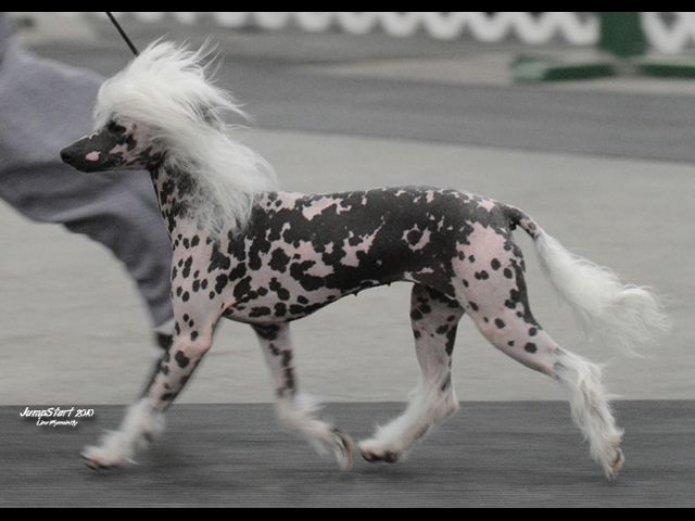 Yorkhouse Two Faces of Gemini