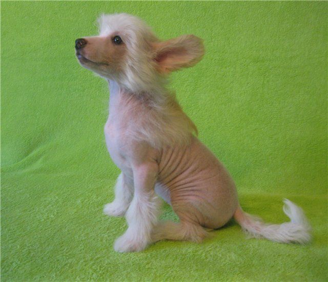 Magic of Success Solar Angel