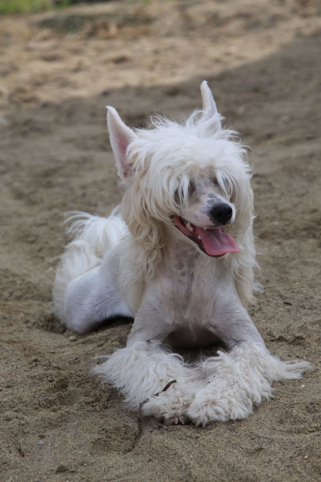 Magic of Success Smile Perfection