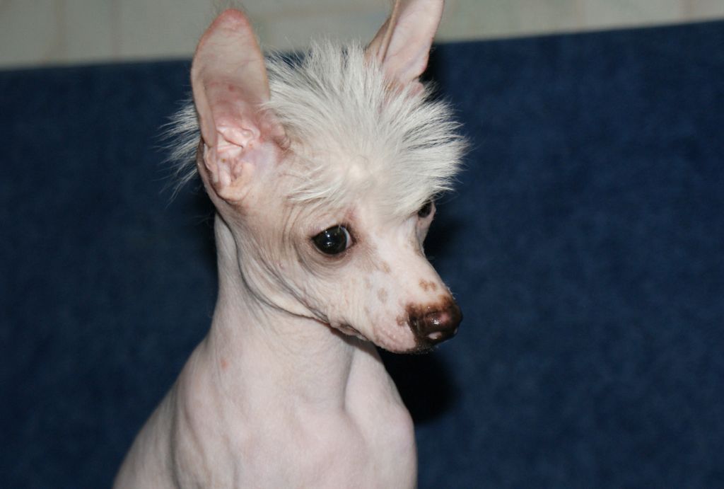 Amadey iz Vanil"nyh Snow