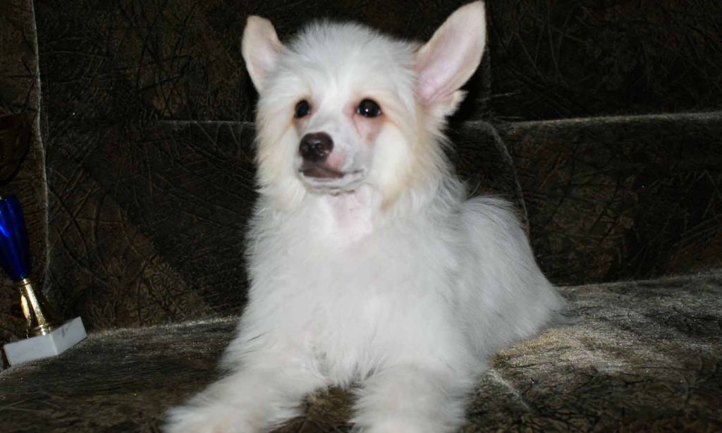 Azur iz Vanil"nyh Snow