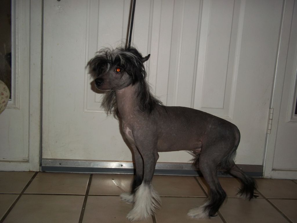 Hills Cresteds Midnight Crazy Train