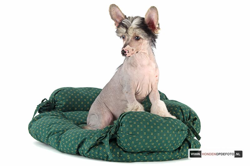 Happy Dancing Lord Lancelot