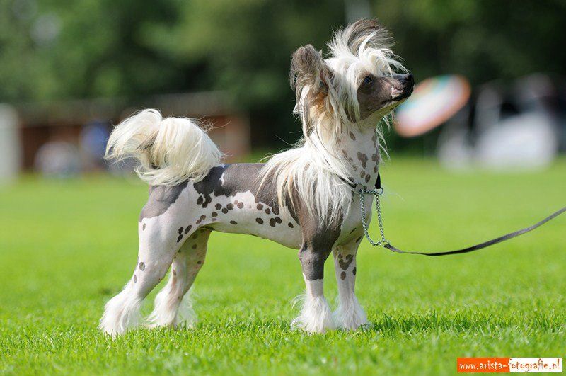 Happy Dancing Lovely Lady