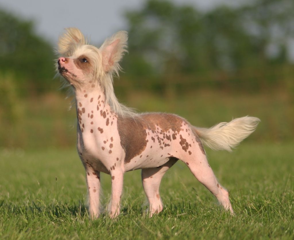 Happy Dancing Loading Lambada