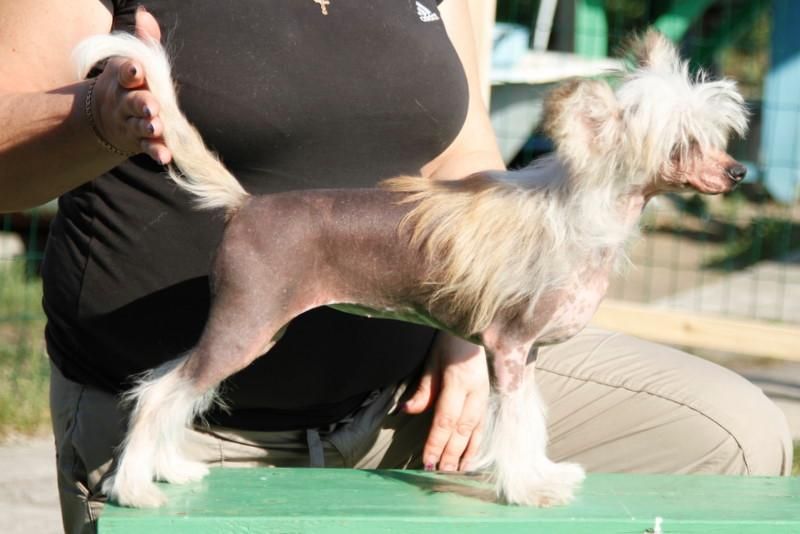 Fantastik Kashmir Gabriel