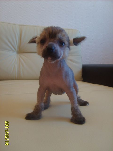 Orero Lovely Ramonda Brown