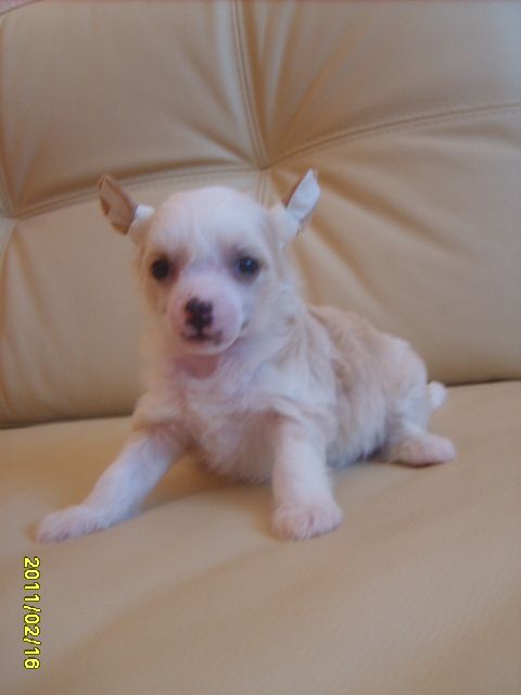 Orero Lovely Rosa Blanca