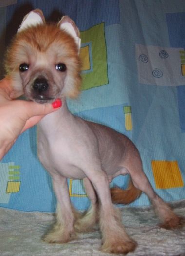 Orero Lovely Romero Choco  