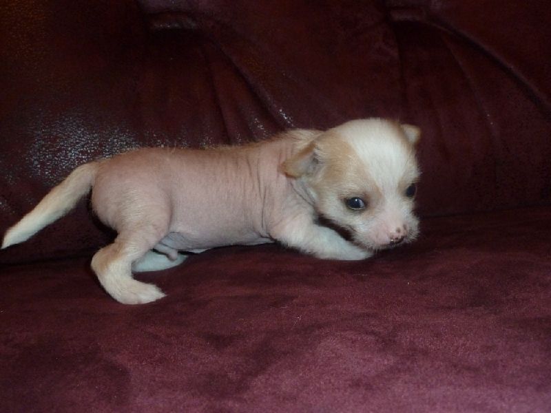 Nju Art Chedler Belii Lotos King Da Vinchi