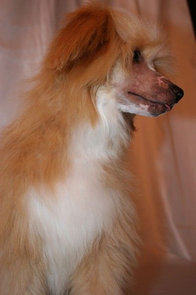 Colour of Gold de Fageiro