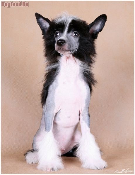 Dogland Happy Tsvetochny Med