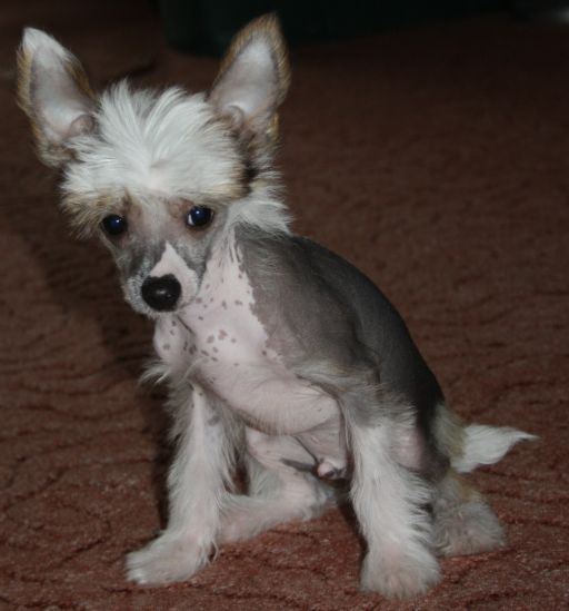 Etual Asandant Brilliant