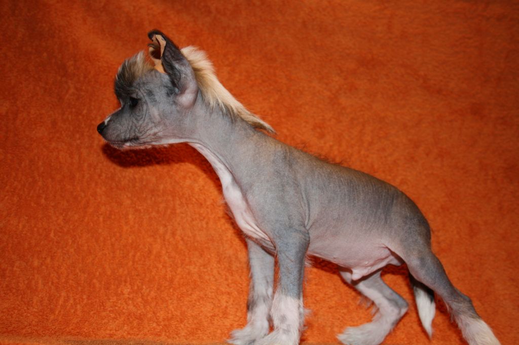 Etual Asandant Blaze